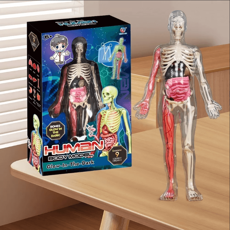 🧠 Mini Doctor Kids: ¡Explora el cuerpo humano! GRATIS Cartilla