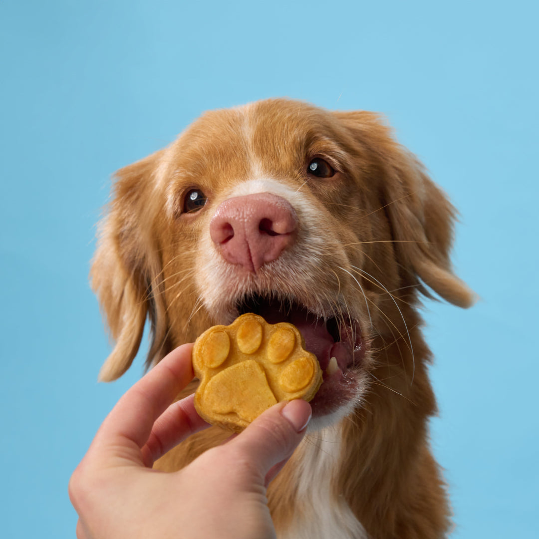 Kit de golosinas caseras para perros BoneItUp®